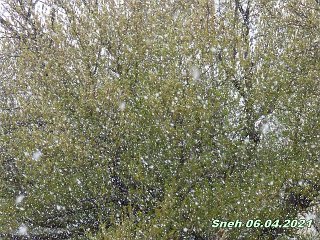 sneh 6 april